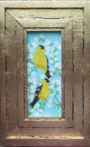 yellow Finch pair