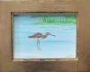 shore bird